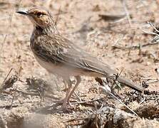 Pink-breasted Lark