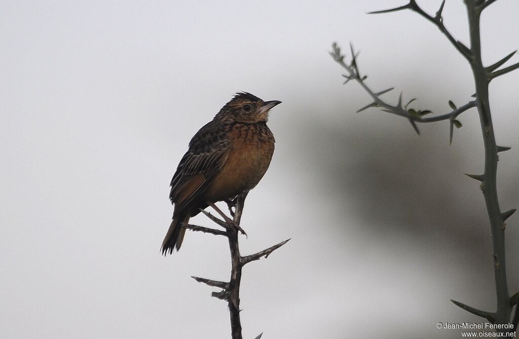 Flappet Lark