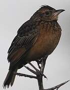 Flappet Lark