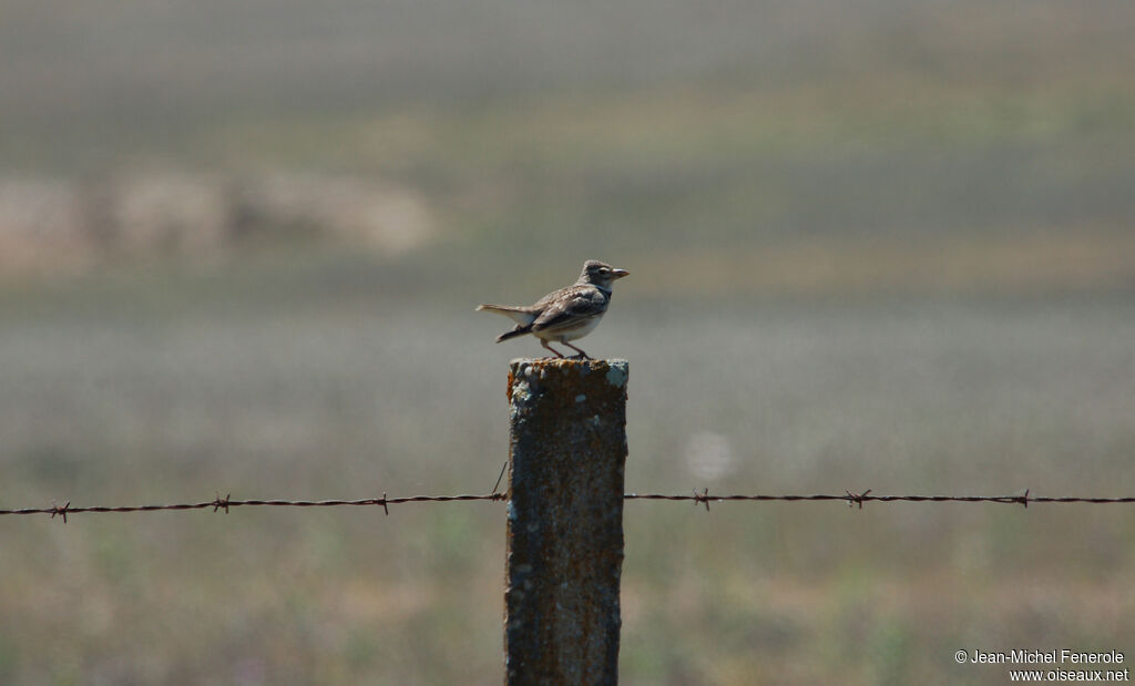 Calandra Lark