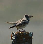 Calandra Lark