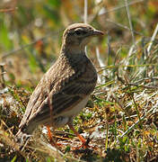 Greater Short-toed Lark