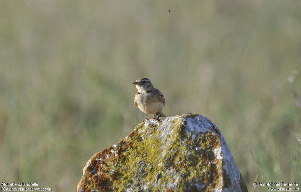 Greater Short-toed Lark