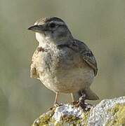 Greater Short-toed Lark