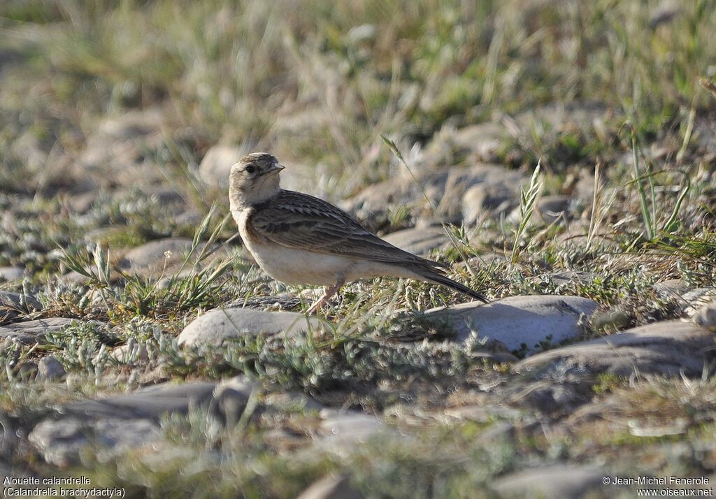 Greater Short-toed Lark