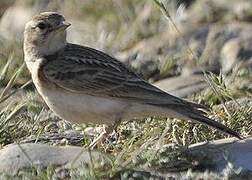 Greater Short-toed Lark