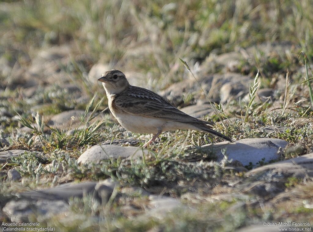 Greater Short-toed Lark