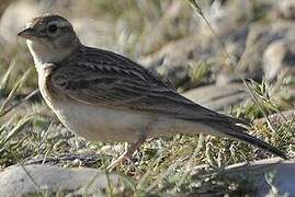 Greater Short-toed Lark