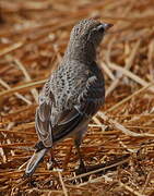 Red-capped Lark