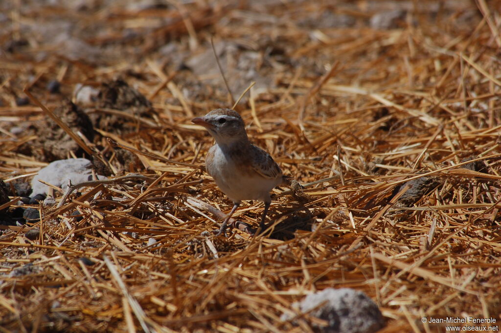 Alouette cendrille, identification