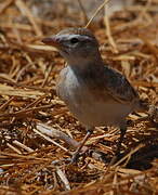 Red-capped Lark