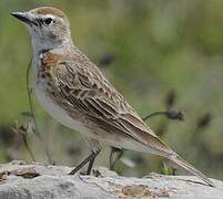 Red-capped Lark