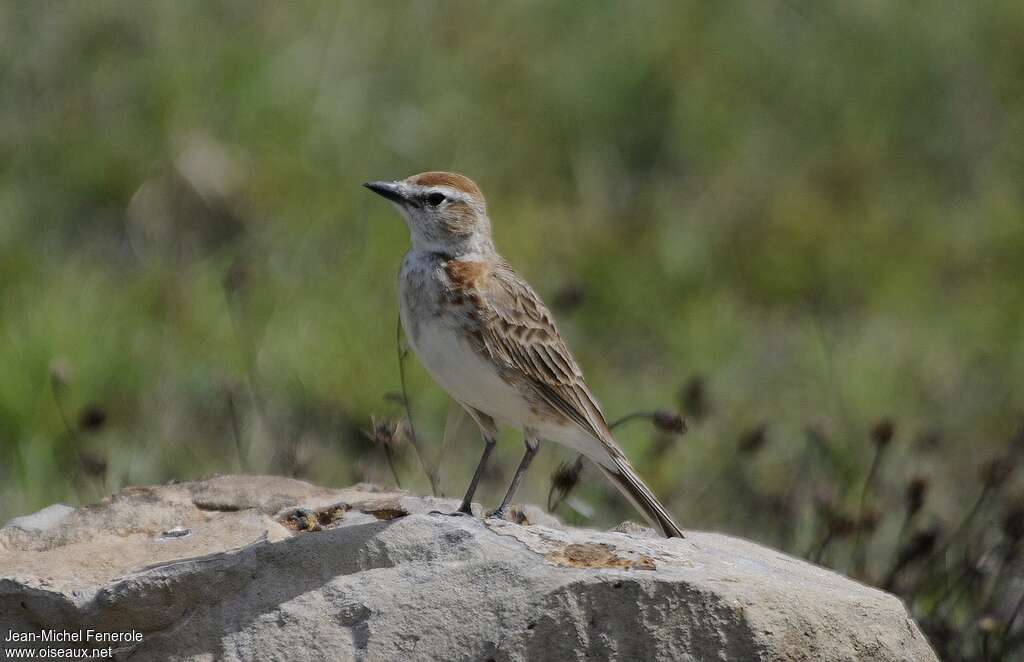 Red-capped Lark