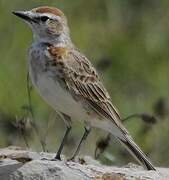 Red-capped Lark