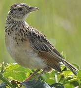 Sentinel Lark