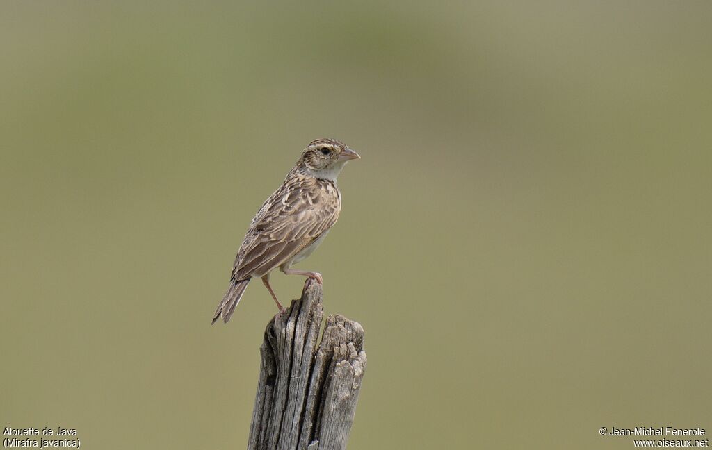 Singing Bush Larkadult, pigmentation, Behaviour