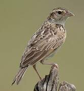 Horsfield's Bush Lark