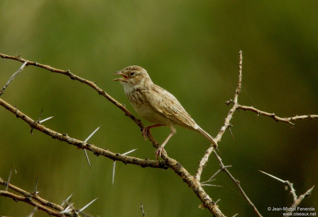 Singing Bush Larkadult, song