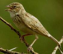 Horsfield's Bush Lark