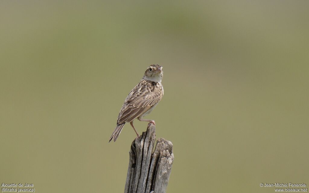 Singing Bush Larkadult, pigmentation