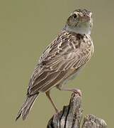 Singing Bush Lark