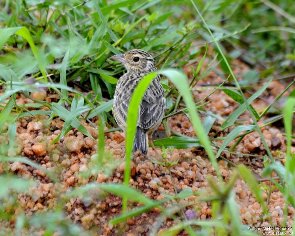 Jerdon's Bush Lark