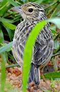 Jerdon's Bush Lark