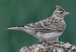 Eurasian Skylark