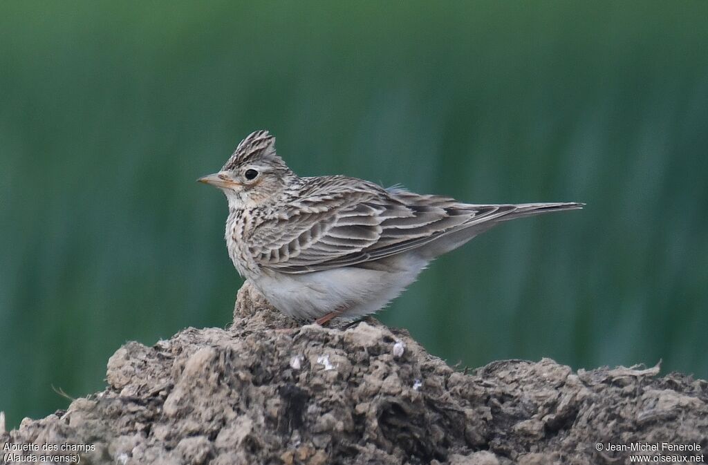 Eurasian Skylark