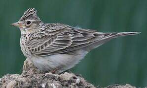 Eurasian Skylark