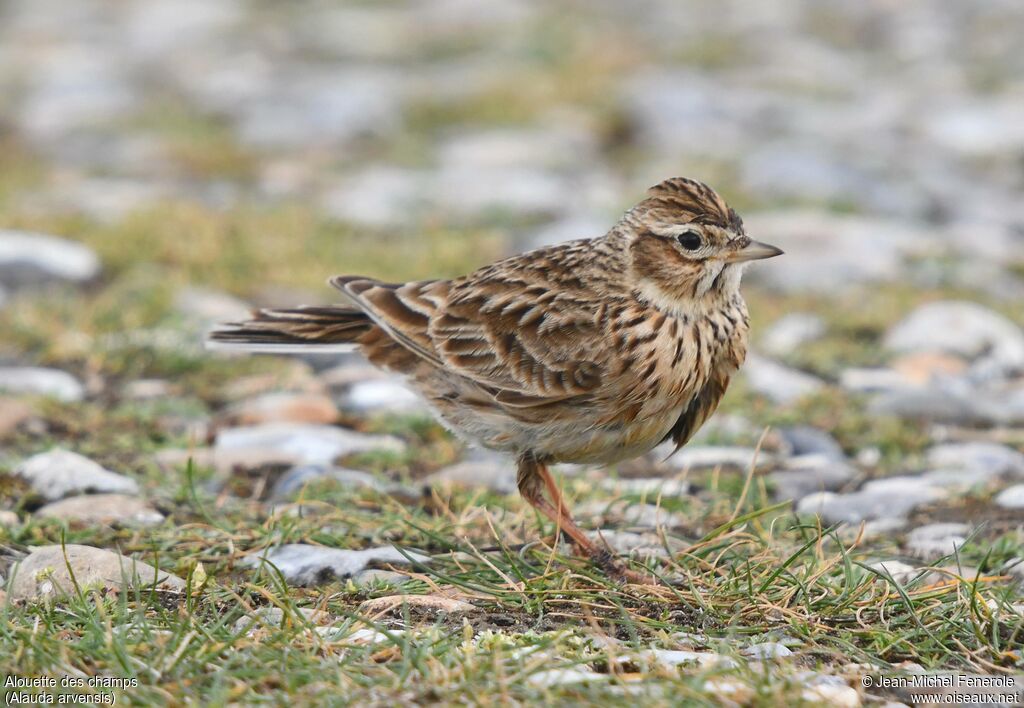 Eurasian Skylark