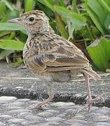 Oriental Skylark