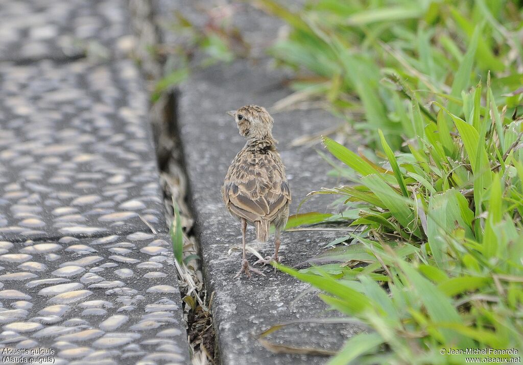 Oriental Skylark