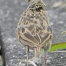 Alouette gulgule