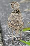 Oriental Skylark