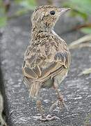 Oriental Skylark