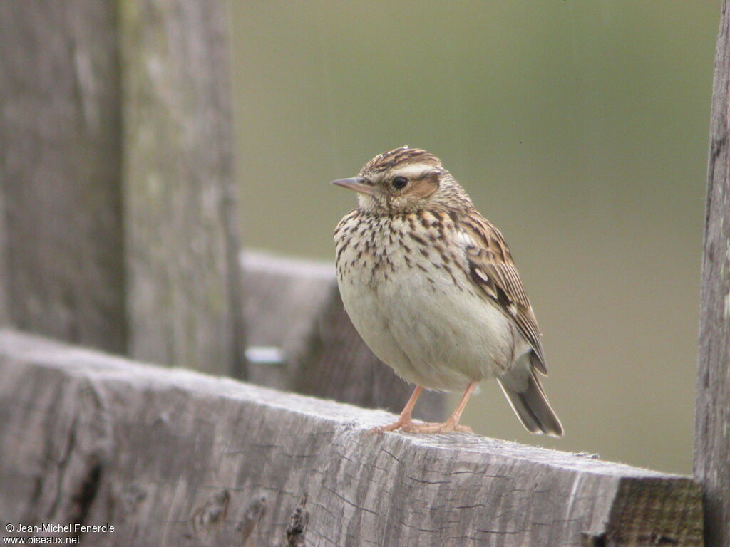 Woodlark