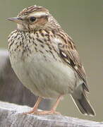 Woodlark