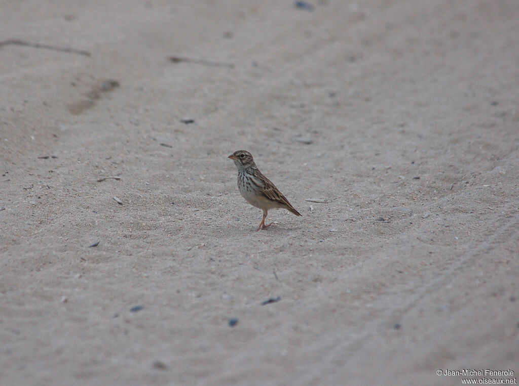 Madagascar Lark