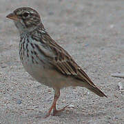 Madagascan Lark