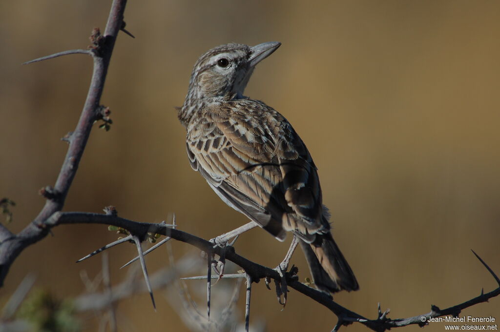 Sabota Larkadult, identification