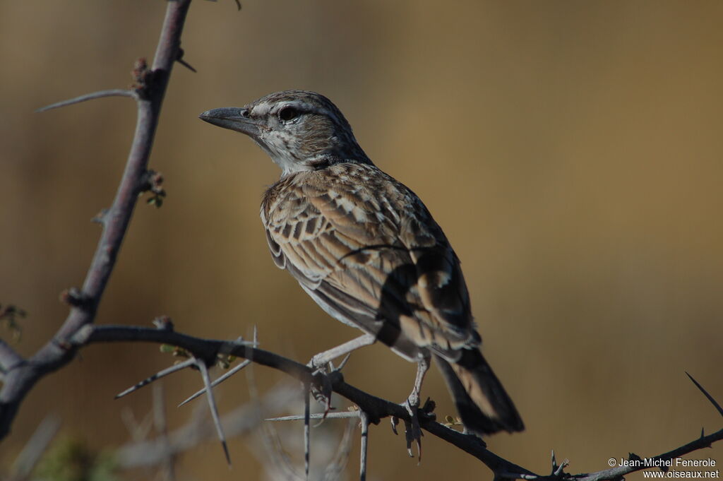 Sabota Larkadult, identification