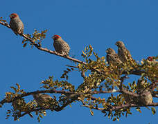 Red-headed Finch