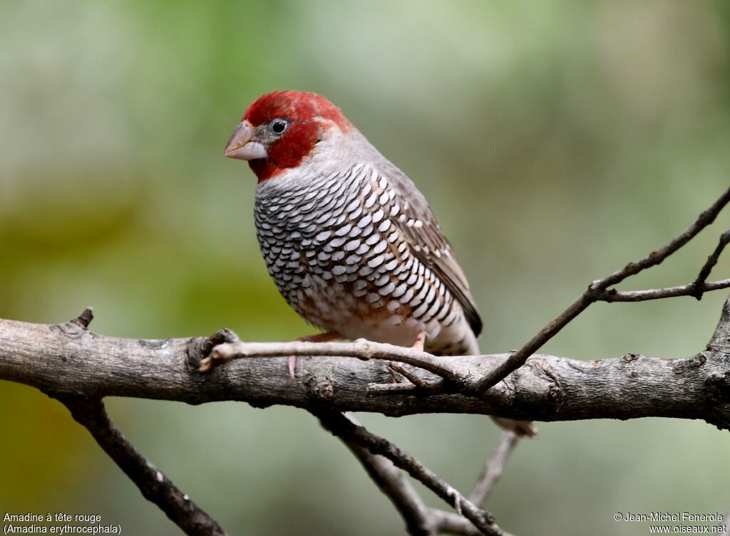 Amadine à tête rouge