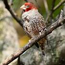Amadine à tête rouge