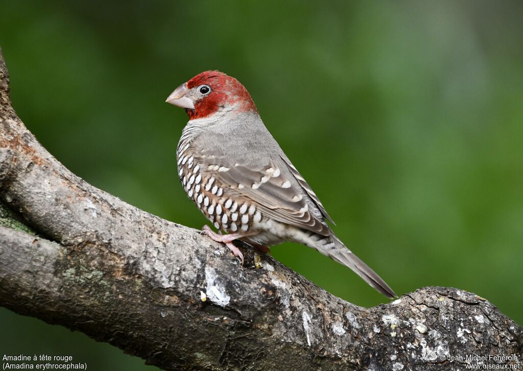 Amadine à tête rouge