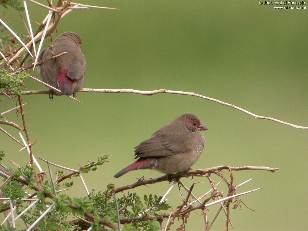 Red-billed Firefinch