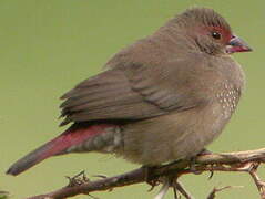 Red-billed Firefinch