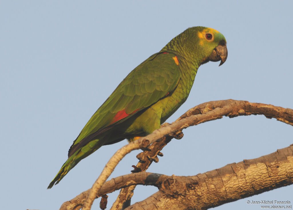 Turquoise-fronted Amazon