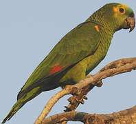 Turquoise-fronted Amazon